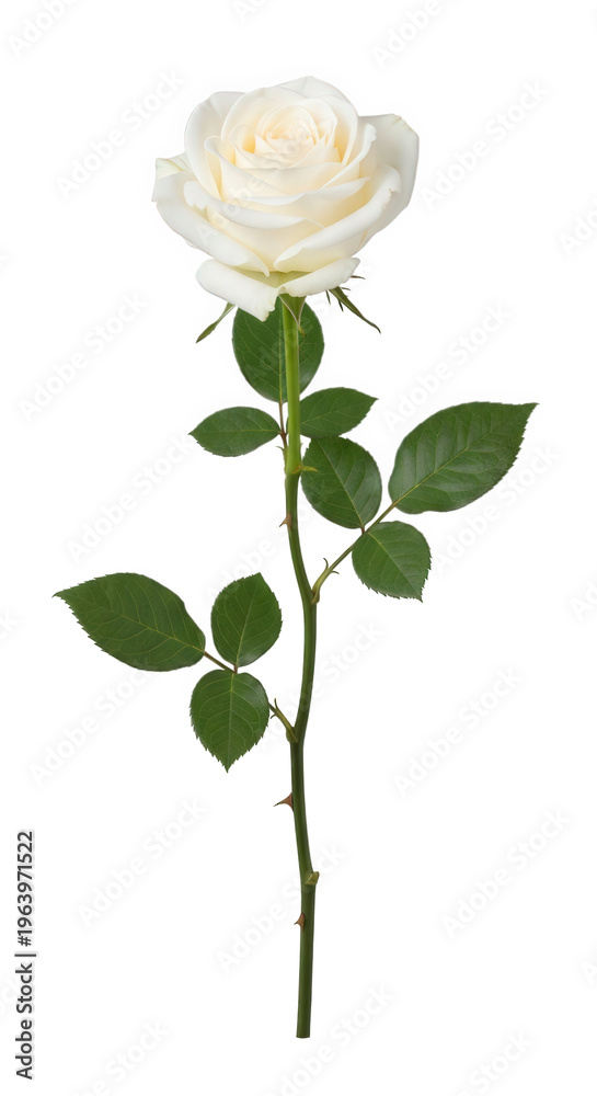 Obraz premium A single elegant white rose flower in full bloom featuring delicate soft petals gently curving outward attached to a slender green stem adorned with vibrant serrated leaves and sharp thorns