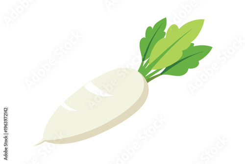 Fresh white radish or daikon vector illustration isolated on white, healthy organic vegetable icon.