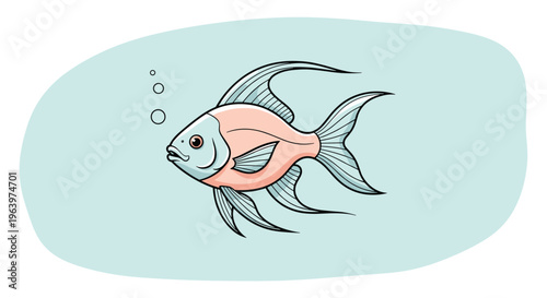 Beautiful exotic fish with long flowing fins and a delicate pink body swimming in clear blue water with small rising oxygen bubbles.