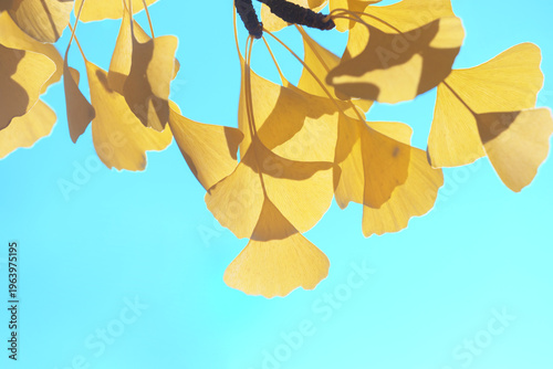 Golden ginkgo leaves hanging against a clear blue sky in bright autumn sunlight