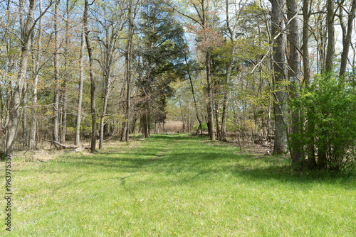 beautiful clearing in someones back yard, property or a public land like a park or outdoor forest for recreation and the green grass and edge of the woods ecosystem with trees