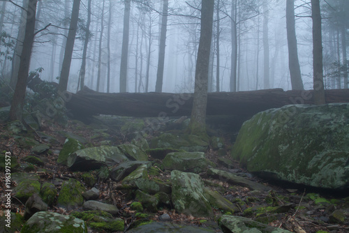 looking upward in a foggy creepy forest at night, with pale moonlight piercing the scary haunted woods