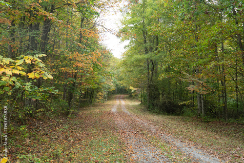 magical fall scene of leaves beginning to change color and drop along the wooded serine and relaxing drive on public lands in the autumn season