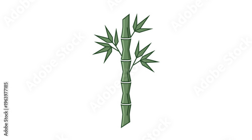 Bamboo plant with green leaves stem.