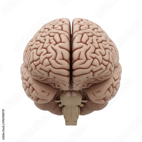 Anatomical illustration of a human brain viewed from above