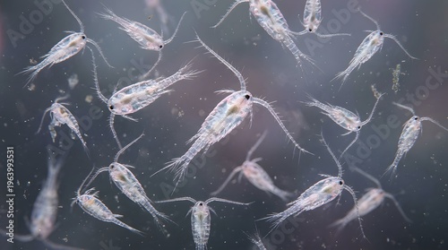 A microscopic view of small crustaceans swimming in water