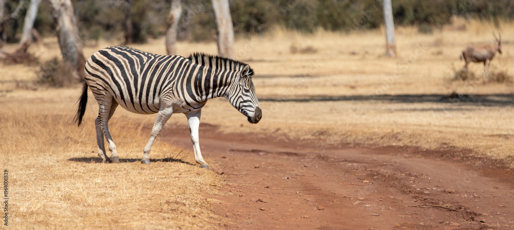 Naklejka premium Wild plains zebra crossing a dirt road in the savanna in South Africa RSA
