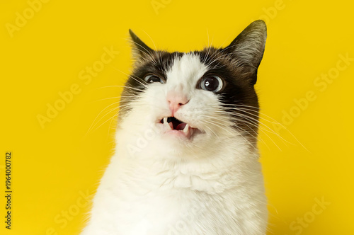 Photos A surprised cat with its mouth open against a bright yellow background