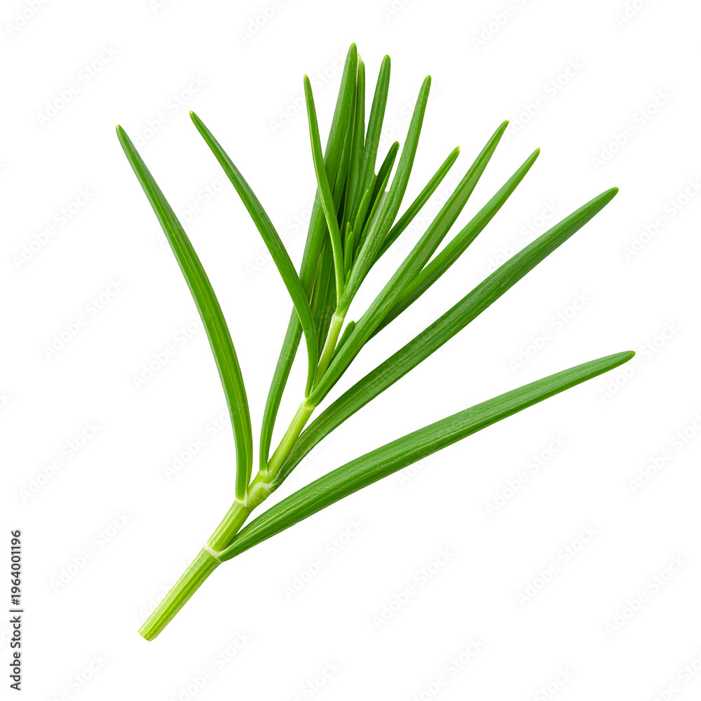 Obraz premium Fresh Green Plant Sprig with Long Leaves, Transparent Background