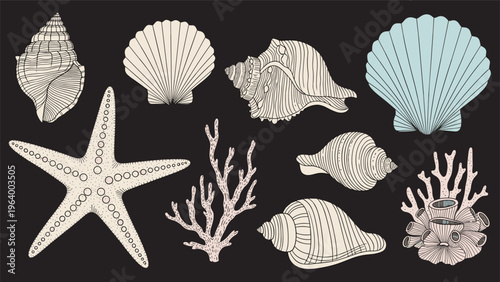 Elegant set of various sea shells starfish and coral illustrations in vintage line art style on dark background.