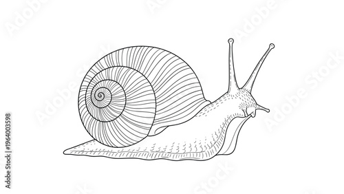 Highly detailed line art illustration of garden snail with textured shell and body isolated on white background for study.