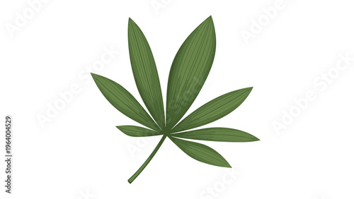 Botanical illustration of a single fan shaped green palm leaf with detailed ribs isolated on a plain white background.