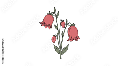 Botanical illustration of a flowering bellflower plant with delicate pink blossoms and green foliage on a white background.