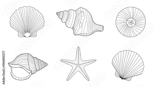 Set of six various seashells and a starfish rendered in a detailed black and white artistic sketch.