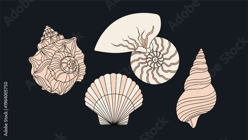 Detailed collection of four different seashell illustrations including a spiraled conch and a scalloped shell on a dark field.