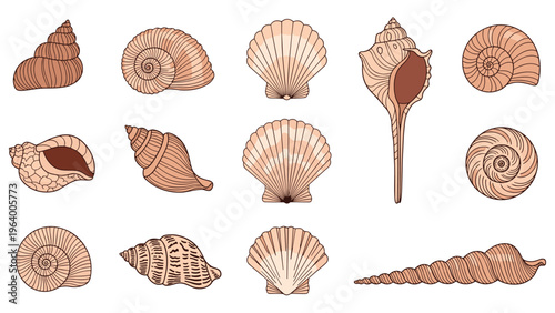 Diverse collection of realistic hand drawn seashell species including snails, bivalves, and conchs in muted beige and brown tones.