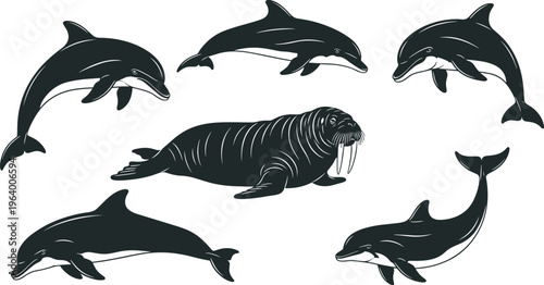 Marine life vector collection featuring black silhouettes of jumping dolphins and a large walrus with tusks for ocean wildlife education conservation and aquatic design