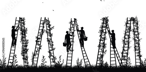Farm workers harvesting crops on ladders in field, silhouette of people picking plants, rural agriculture scene, nature, farming, countryside life