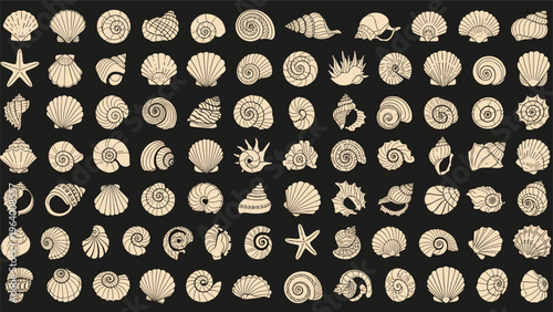 Comprehensive collection of numerous detailed seashell and starfish sketches is arranged in a grid over a dark grey background.