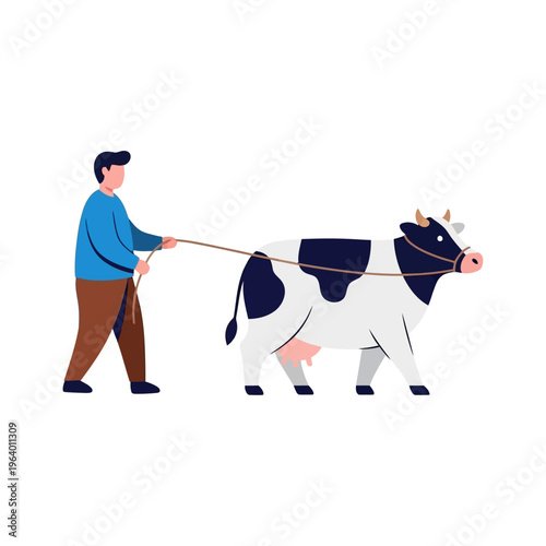 Traditional Eid al-Adha preparation A man leading a cow for the upcoming sacrificial ritual