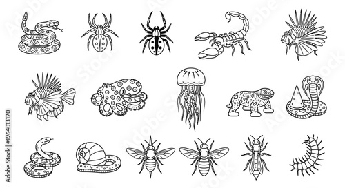 Insects and sea creatures illustrations.