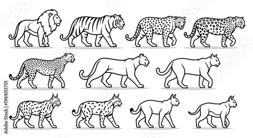 Variety of big cats walking side view.