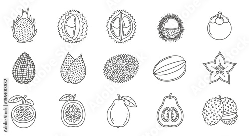 Variety of fruit illustrations 16.