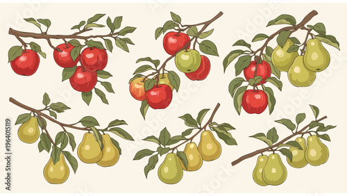 Apple & Pear Fruit Tree Branches Vector Graphics for Food Packaging & Design