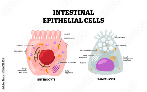 Types of Intestinal epithelial cells structure anatomy diagram. Labeled enterocyte and paneth cell. Intestinal epithelium. Microvilli, lysosome, golgi apparatus, granules, desmosome illustration.