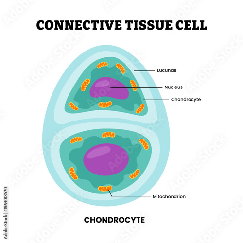 Chondrocyte cell structure anatomy diagram. Connective tissue cell or cartilage cell. Labeled mithocondrion, lucunae, chondrocyte, nucleus, chondroblast. Mesenchymal stem cells. Vector illustration