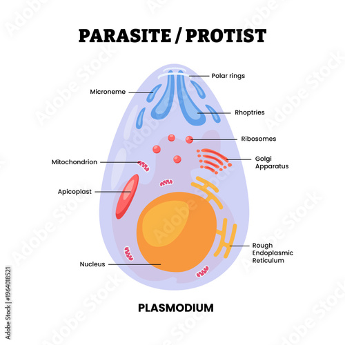 Plasmodium cell structure anatomy diagram. Protozoan parasite or protist cell structure. Labeled microneme, polar rings, rhoptries, nucleus, ribosomes. Unicellular eukaryotes vector illustration.
