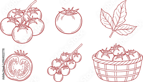 Fresh tomatoes and leaves collection, vine ripe vegetables, basket of produce, garden harvest illustration.