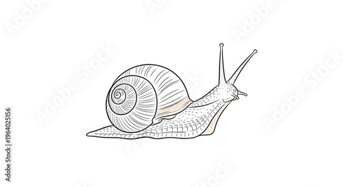 Detailed hand-drawn illustration of a land snail with a spiraled shell and extended tentacles moving slowly across a plain white surface.