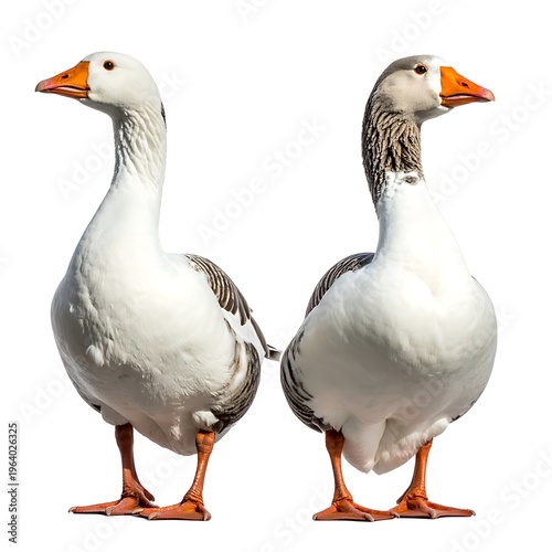 Two geese, one mostly white, one grey-necked, stand side-by-side on a white background in bright sunlight