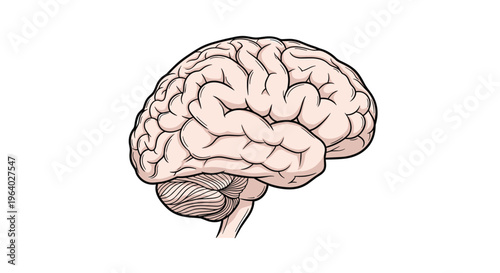 Detailed illustration of a human brain showing the different lobes and cerebellum in a realistic anatomical style with soft colors.