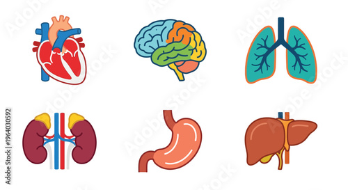 Illustrative depiction of human organs including heart brain lungs and more