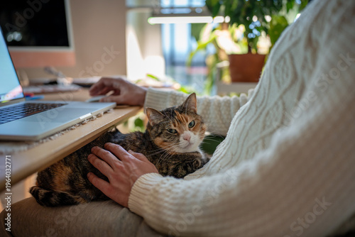 Obraz na płótnie Man working remotely on laptop while calico fluffy cat resting on lap in cozy home office with houseplants