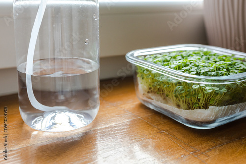 Cuadro en lienzo Close-up of a spray bottle with water and chia microgreens, home gardening on a