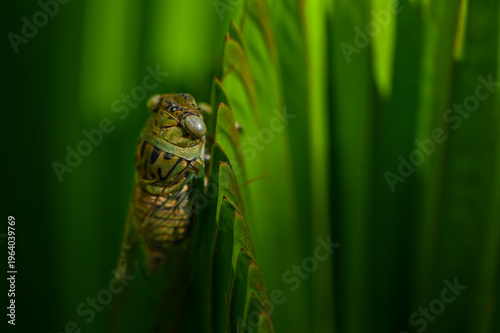 A cicada sits on a tree at summer, Macro close-up.