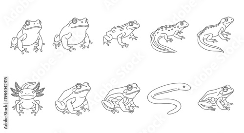 Collection of various frog illustrations.