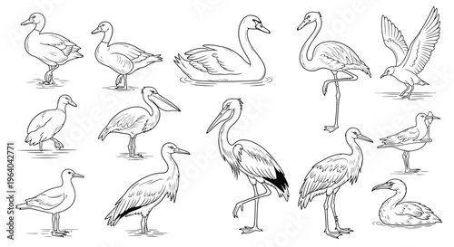 Collection of various swan species illustrations.