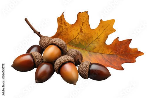 Acorns and an oak leaf representing autumn harvest, fall season, and natural forest elements with a transparent background