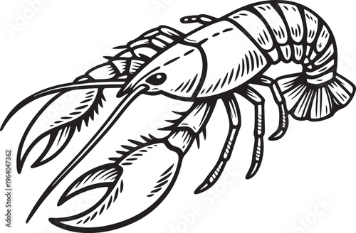 Detailed line art drawing of a lobster, showcasing its claws, antennae, and segmented body, isolated on a transparent background.