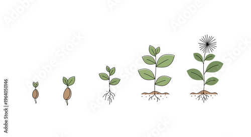 Plant Growth Stages Seedling Development.