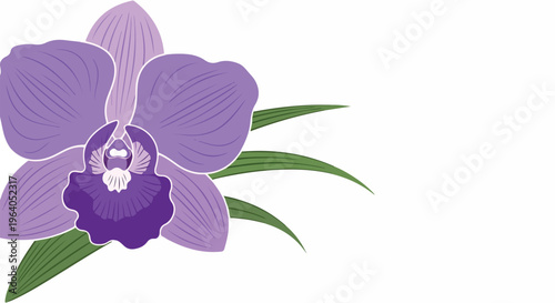 Purple Orchid Flower with Green Leaves Vector Illustration