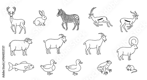Variety of animals line drawings.