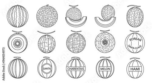 Various types of melons illustration.