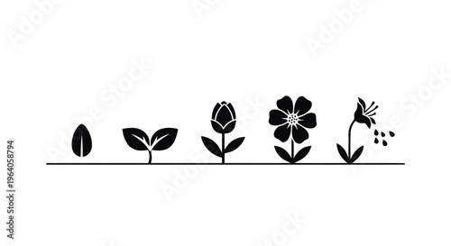 Vector illustration of plant growth stages icon set, from seed to flower and pollination
