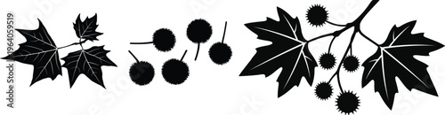 Sycamore tree leaves and prickly seed pods silhouettes vector design