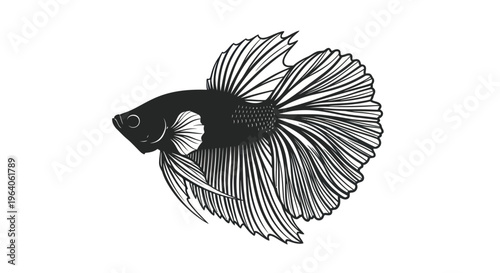 Black Betta Fish Closeup Profile View.